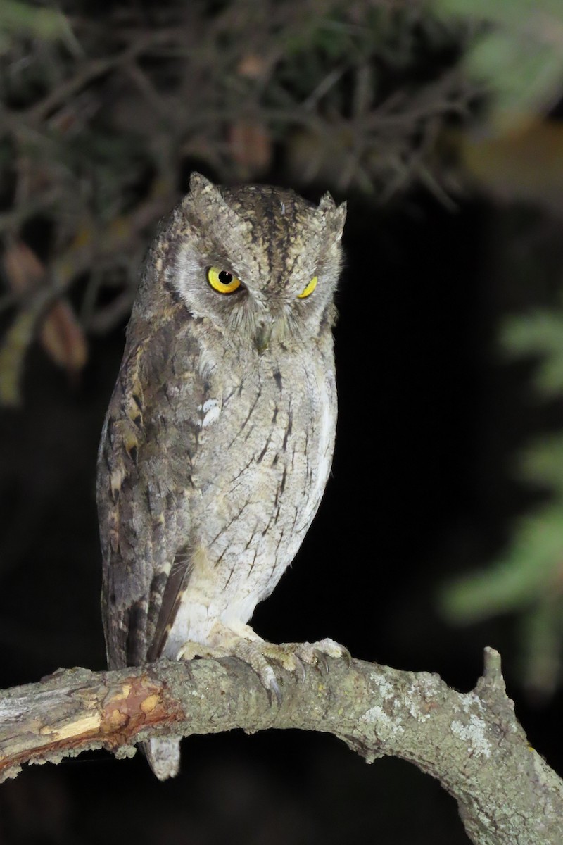 Arabian Scops-Owl - ML625355546