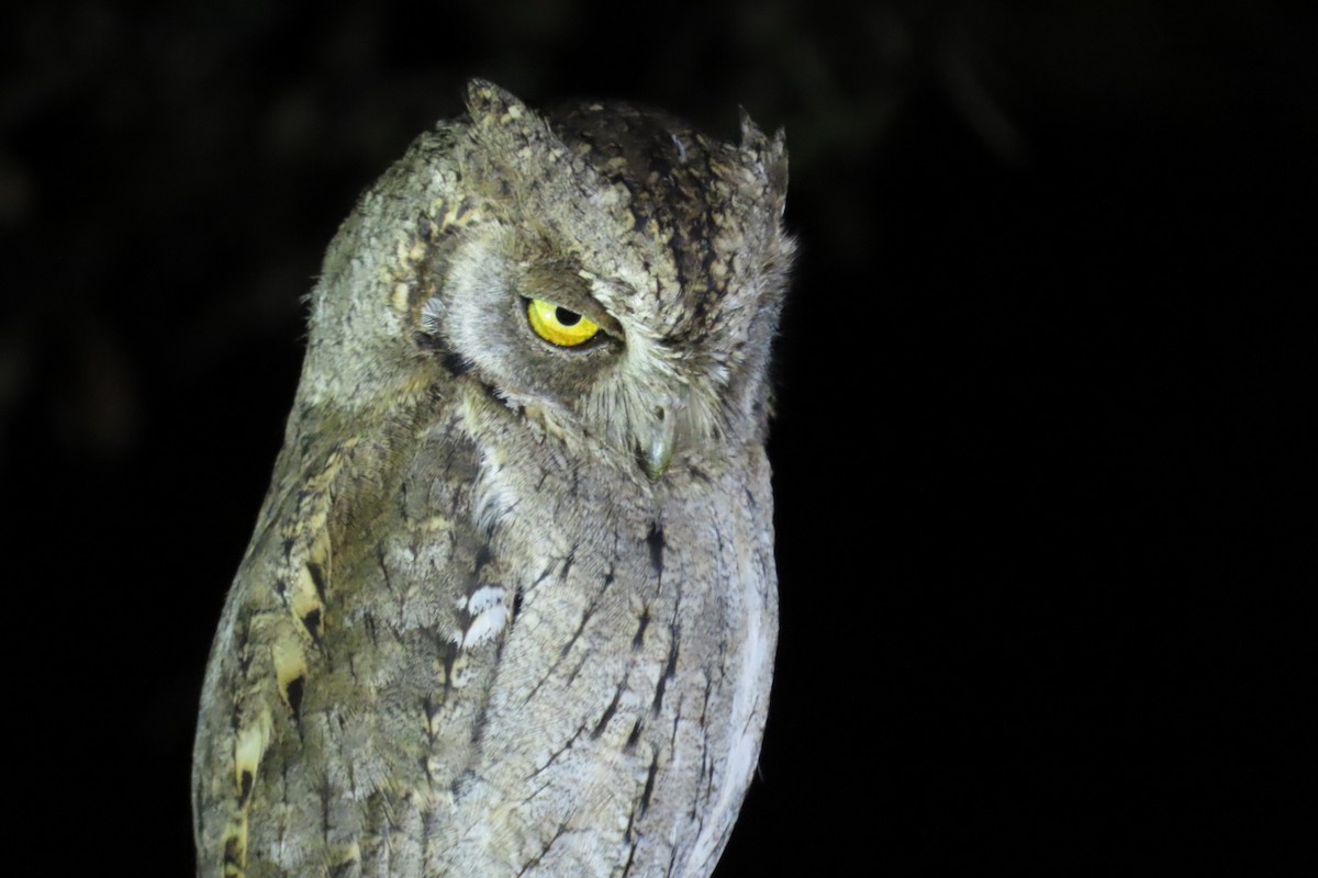 Arabian Scops-Owl - ML625355547