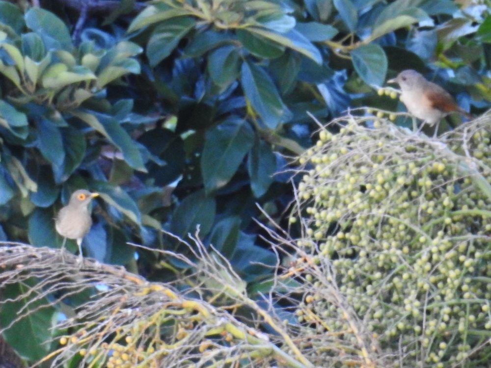 Spectacled Thrush - ML625355557