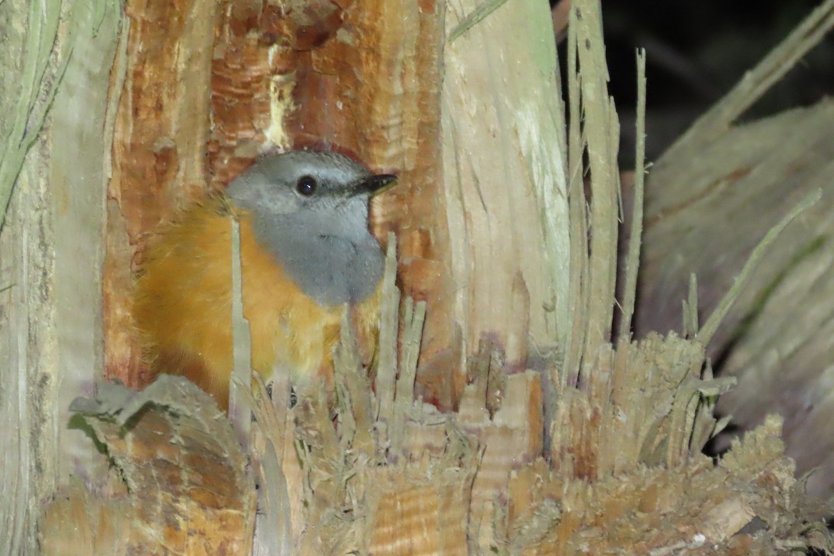 Little Rock-Thrush - ML625355562