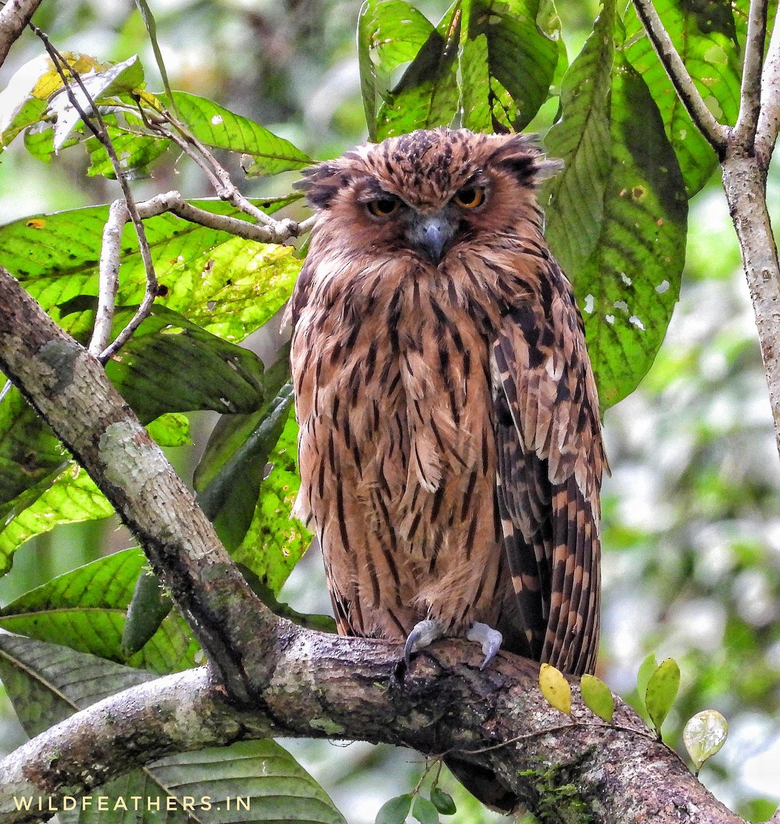 Tawny Fish-Owl - ML625355615