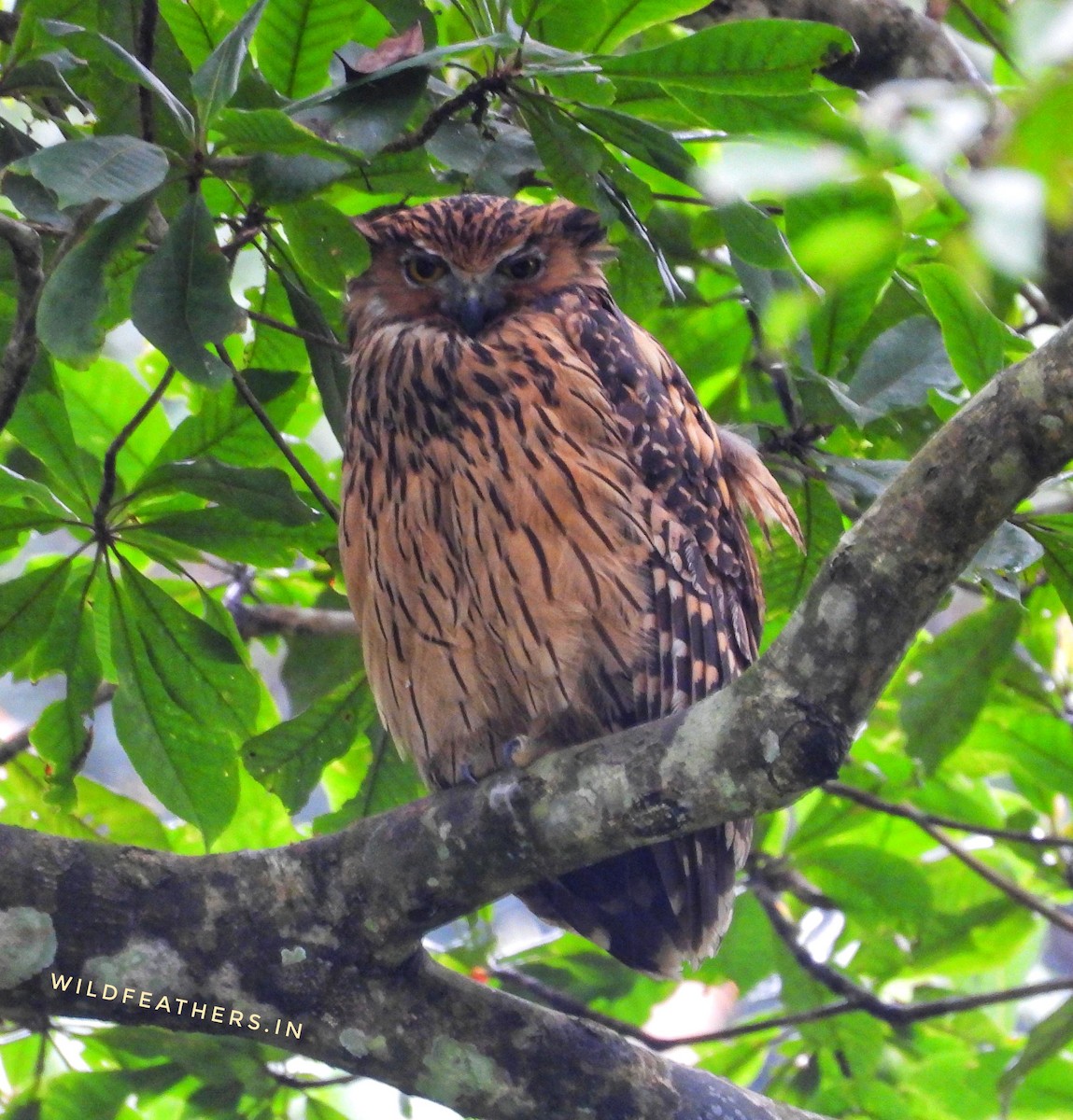 Tawny Fish-Owl - ML625355617