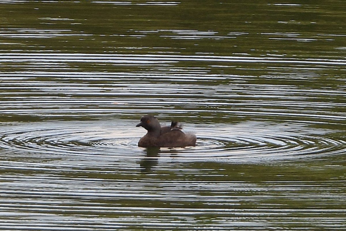 Least Grebe - ML625355681