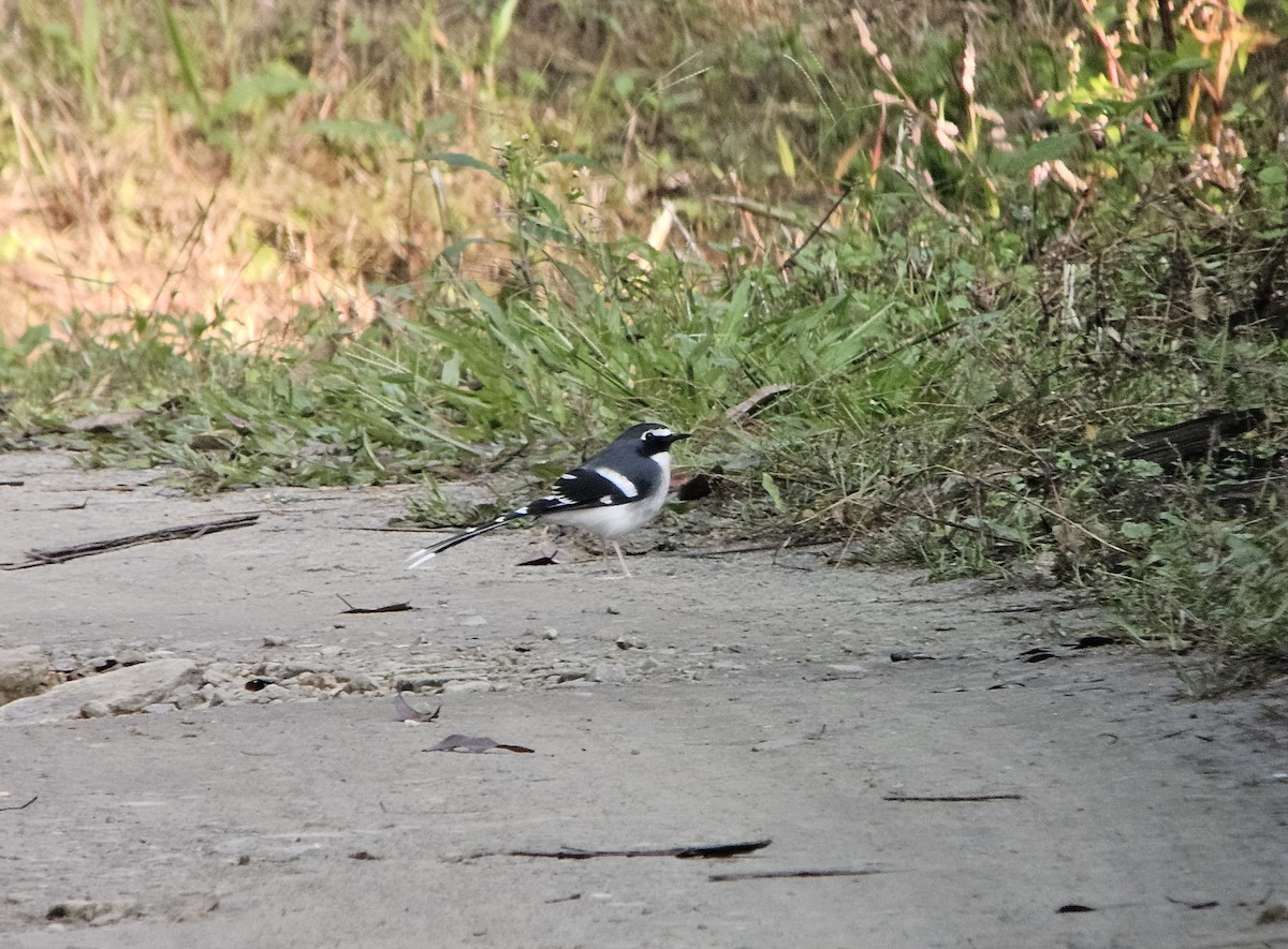 Slaty-backed Forktail - ML625355683