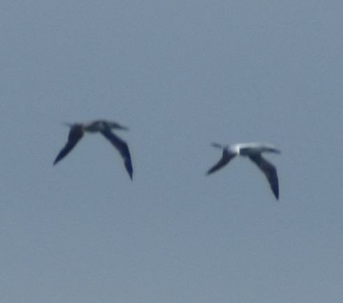 Northern Gannet - ML625355733