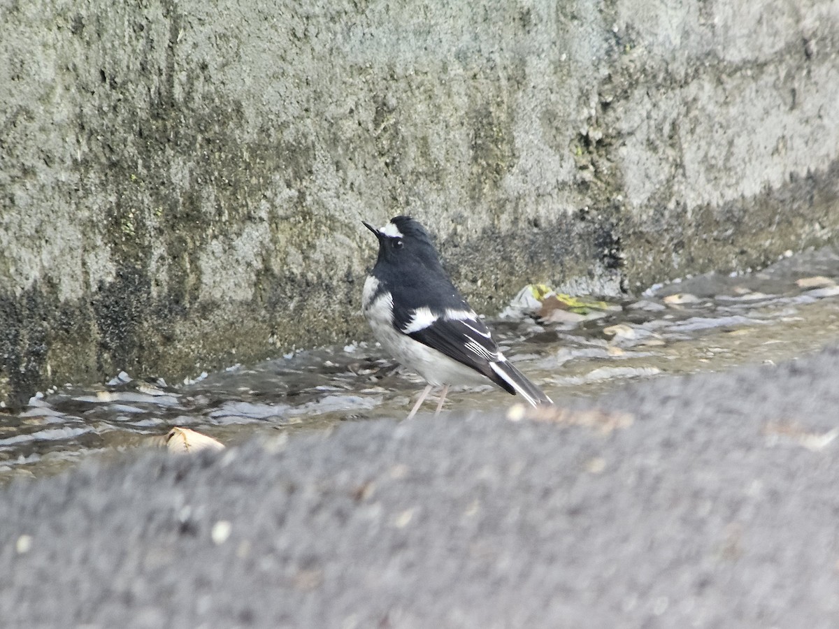 Little Forktail - ML625355753