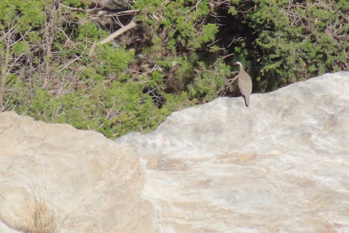 Philby's Partridge - ML625355812