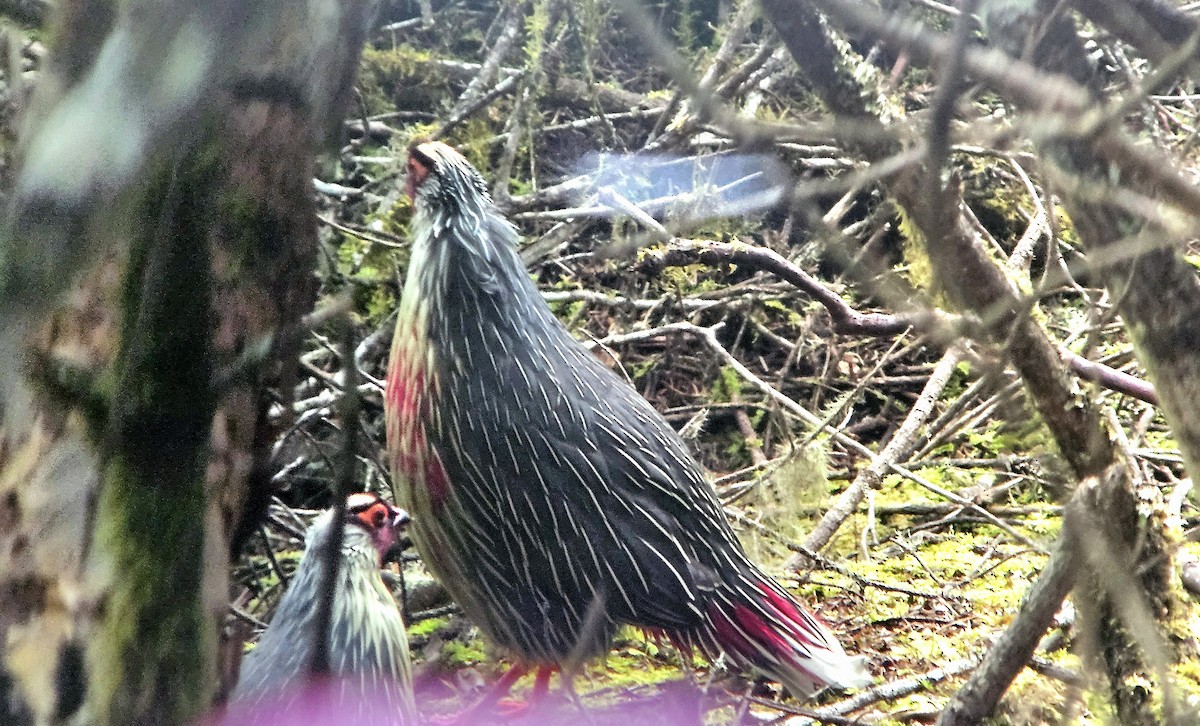 Blood Pheasant - ML625355836