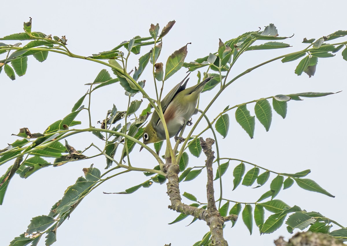 Chestnut-flanked White-eye - ML625355884