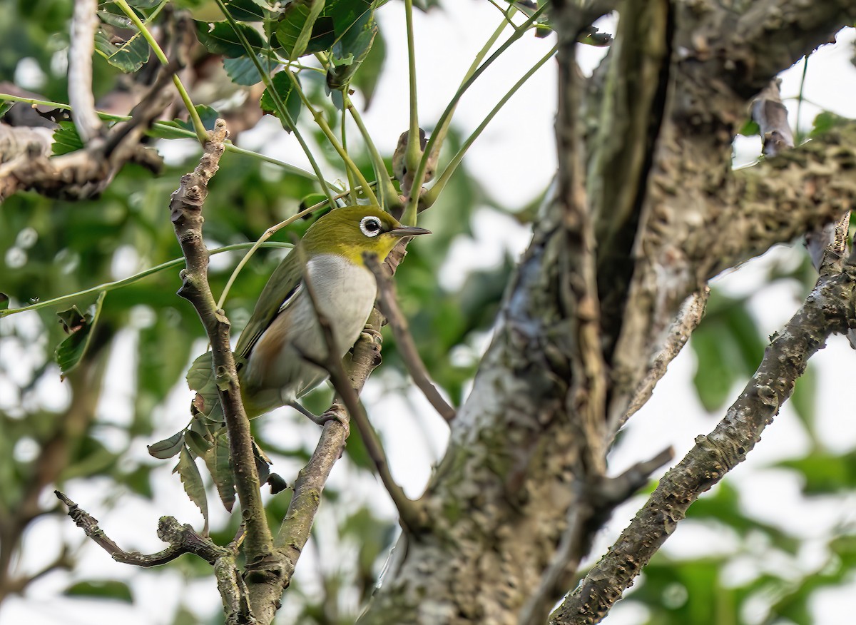 Chestnut-flanked White-eye - ML625355885