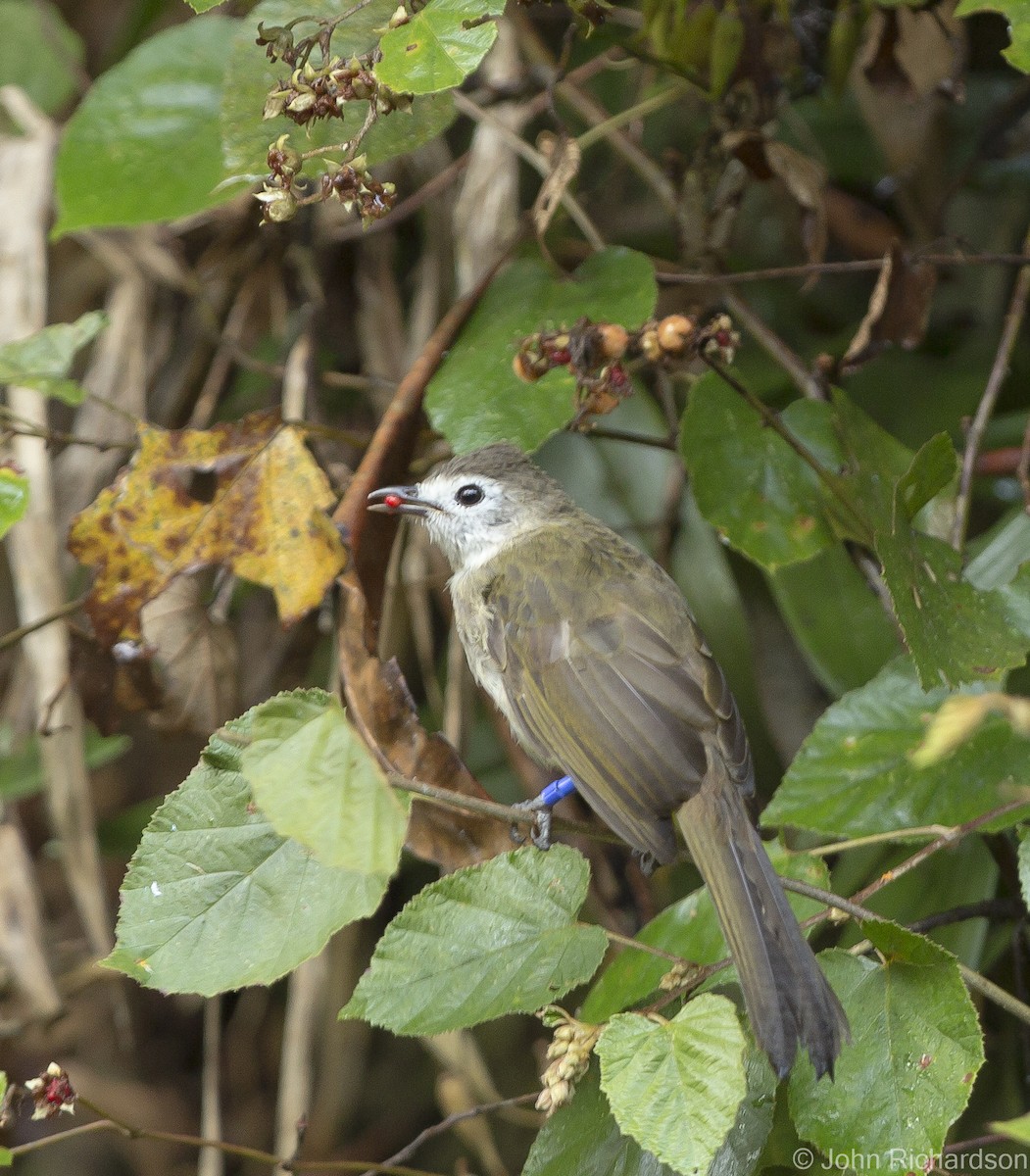 Pale-faced Bulbul - ML625355889