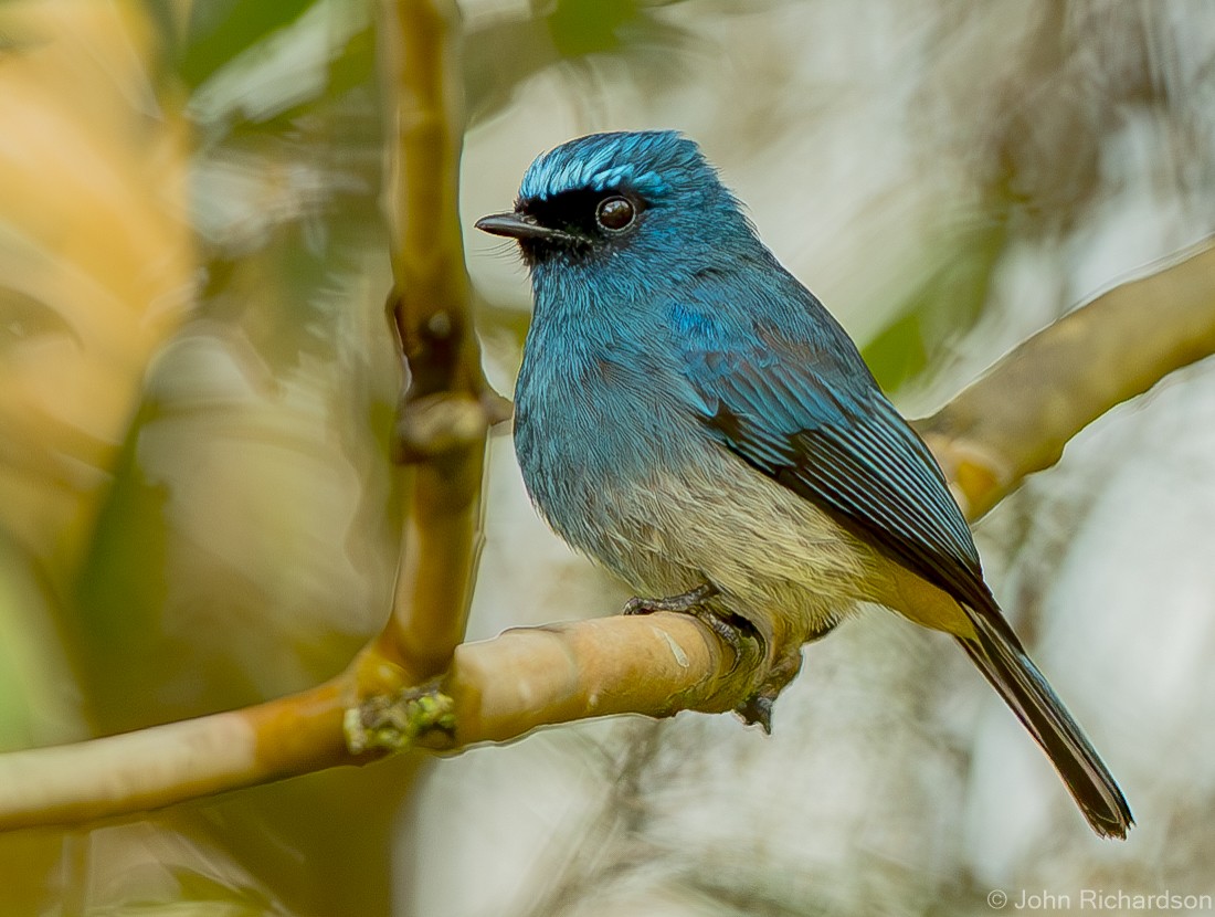 Indigo Flycatcher - ML625355895