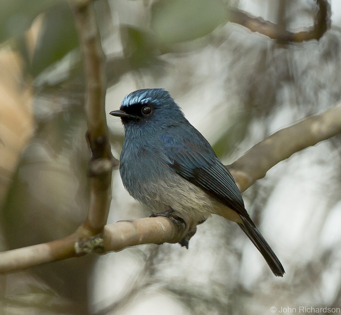 Indigo Flycatcher - ML625355896