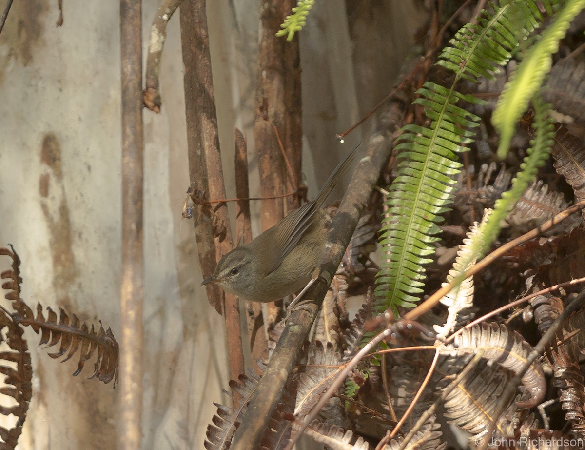 Aberrant Bush Warbler - ML625355905