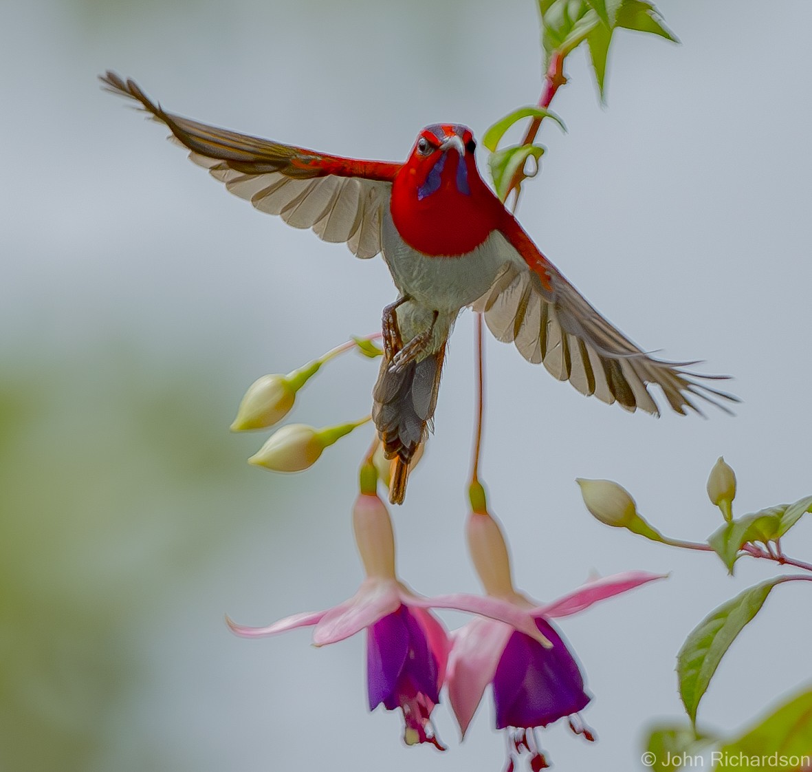 Temminck's Sunbird - ML625355914