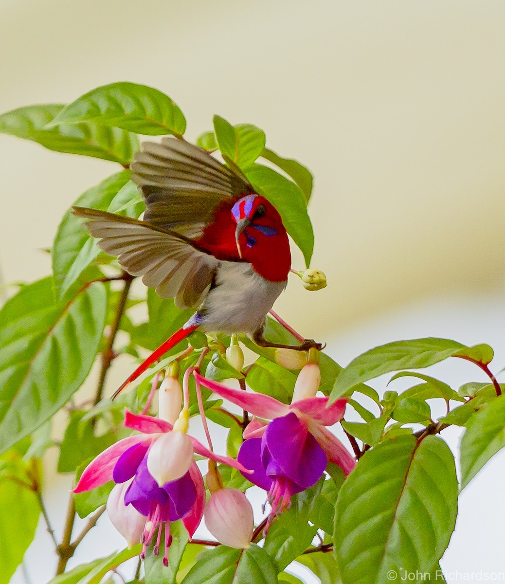 Temminck's Sunbird - ML625355915