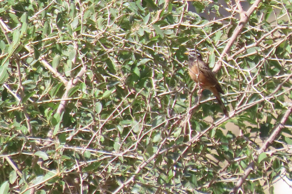 Cinnamon-breasted Bunting - ML625355966