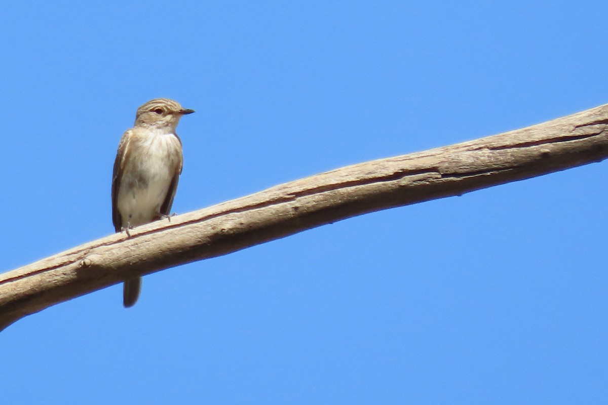 Spotted Flycatcher - ML625355968