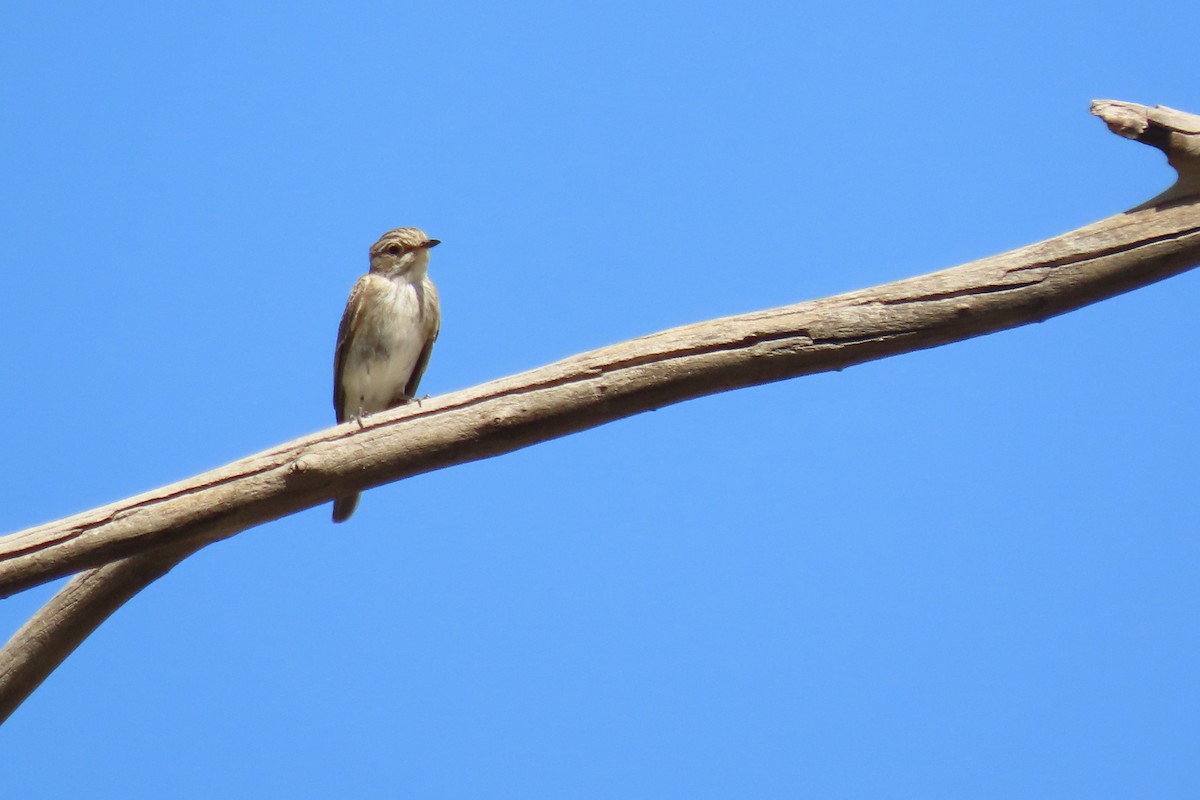 Spotted Flycatcher - ML625355969