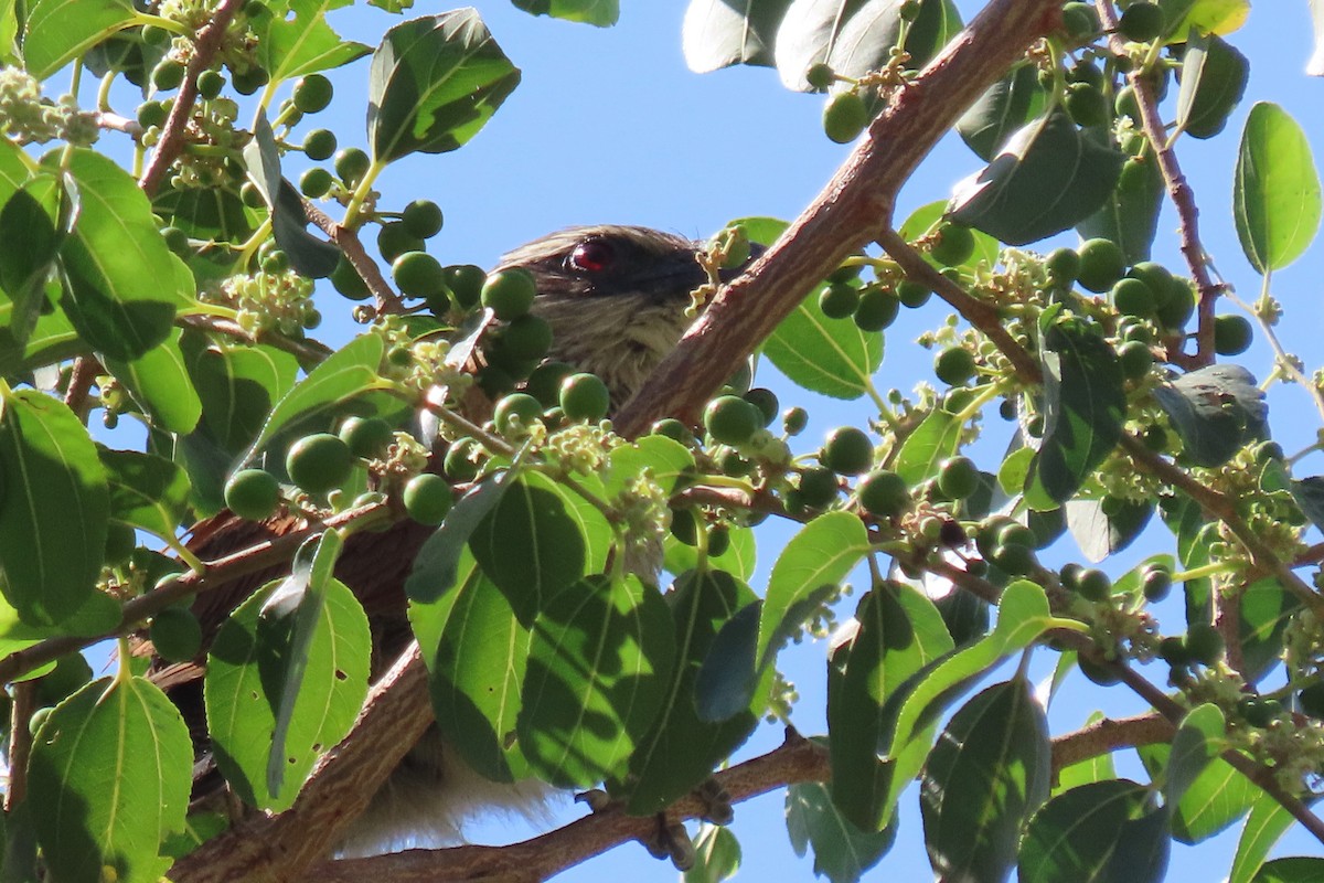 White-browed Coucal - ML625355978