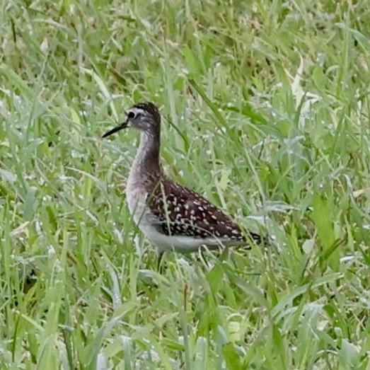 Wood Sandpiper - ML625355985