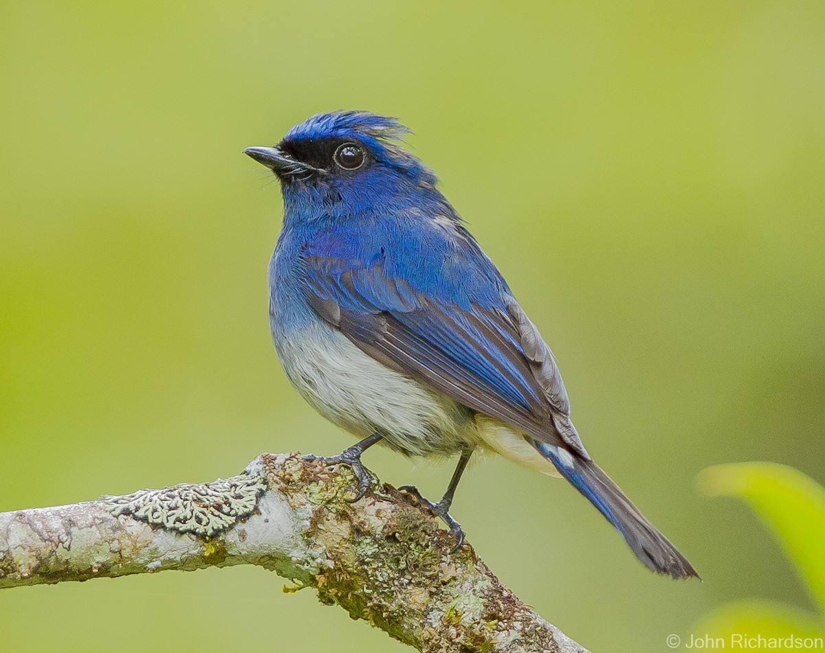 Indigo Flycatcher - John Richardson