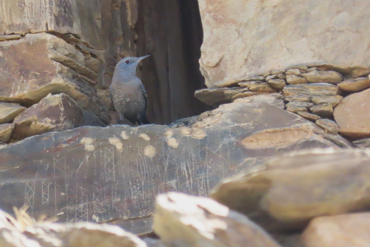 Blue Rock-Thrush - ML625355988