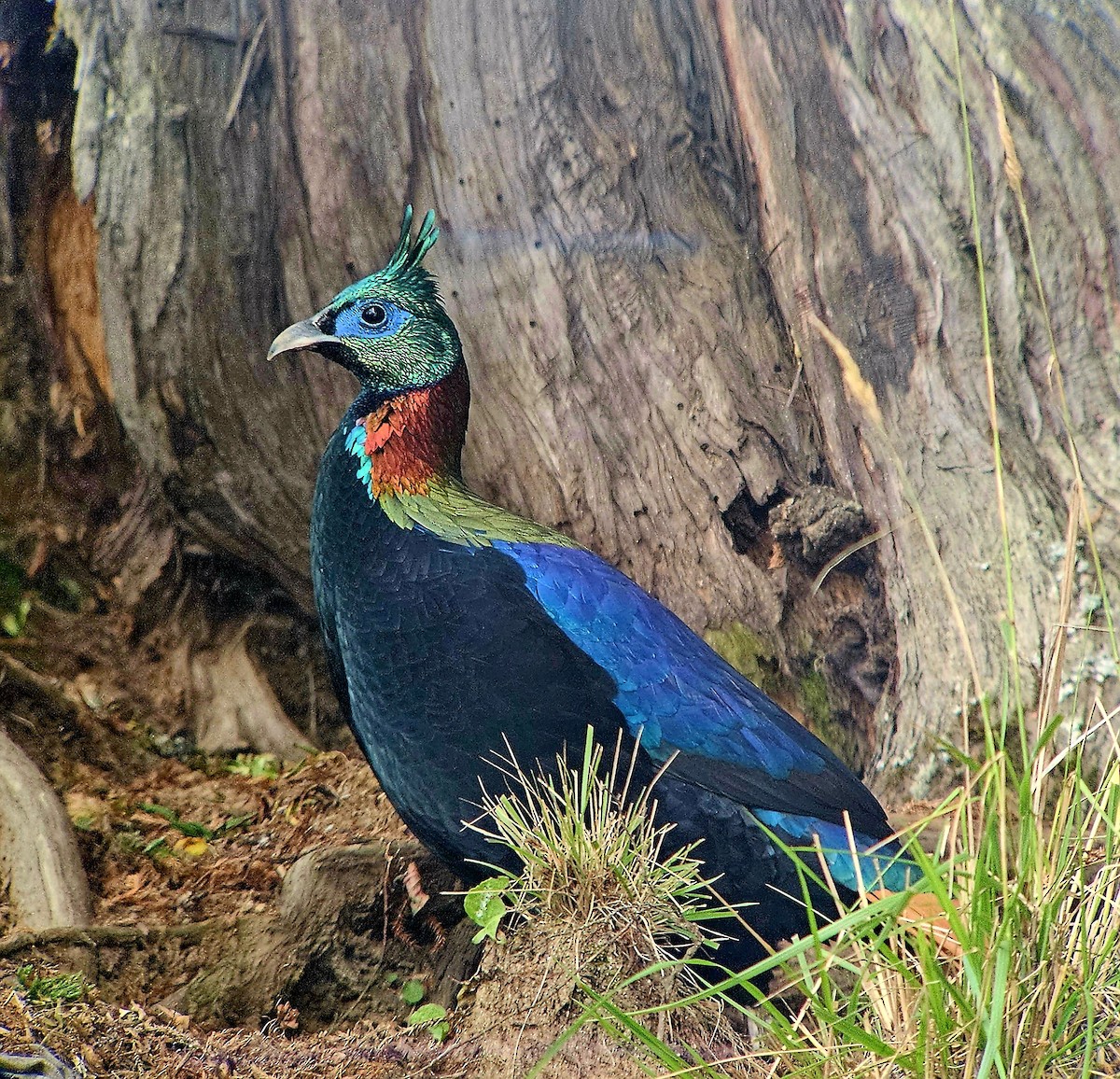 Himalayan Monal - ML625356080