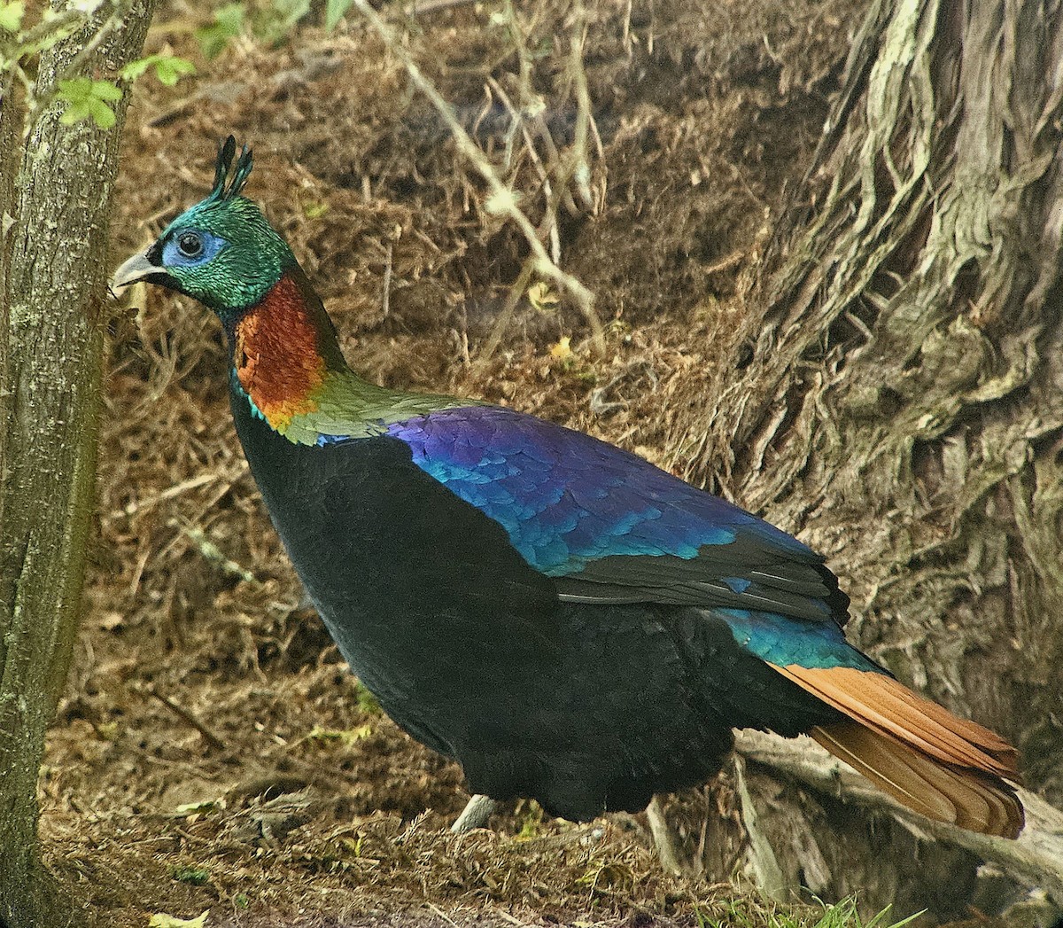 Himalayan Monal - ML625356081