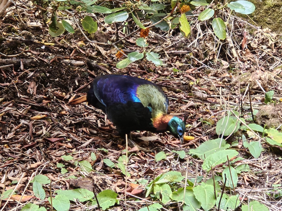 Himalayan Monal - ML625356082