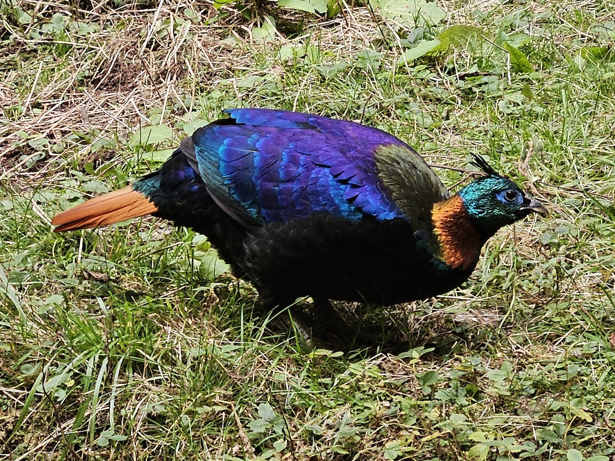 Himalayan Monal - ML625356083