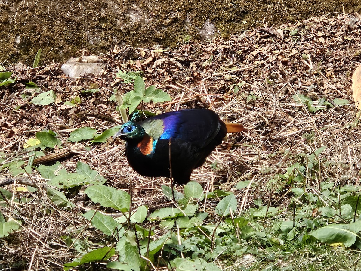 Himalayan Monal - ML625356084