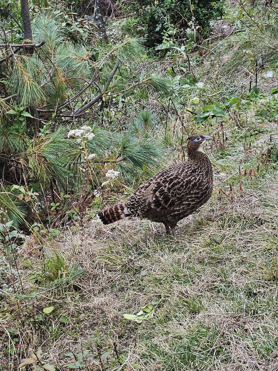 Himalayan Monal - ML625356085