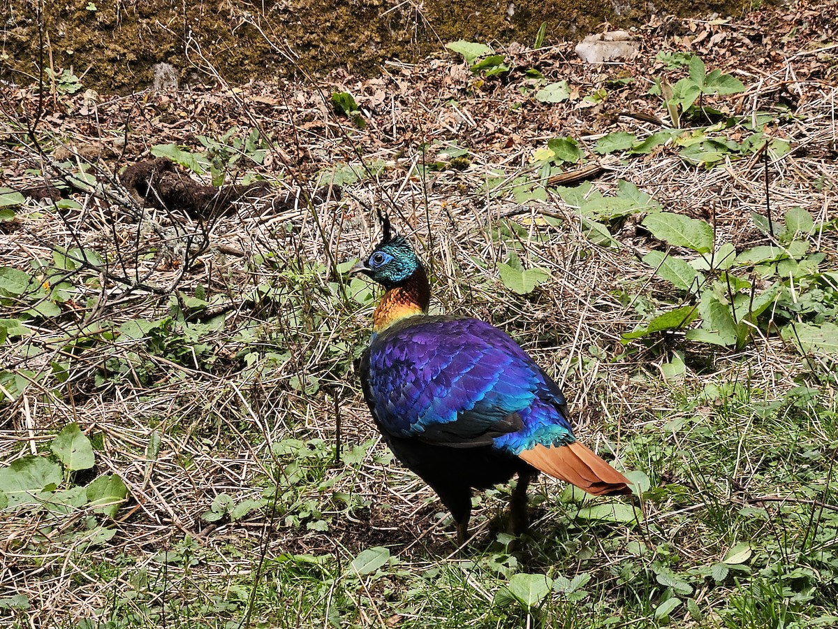 Himalayan Monal - ML625356086