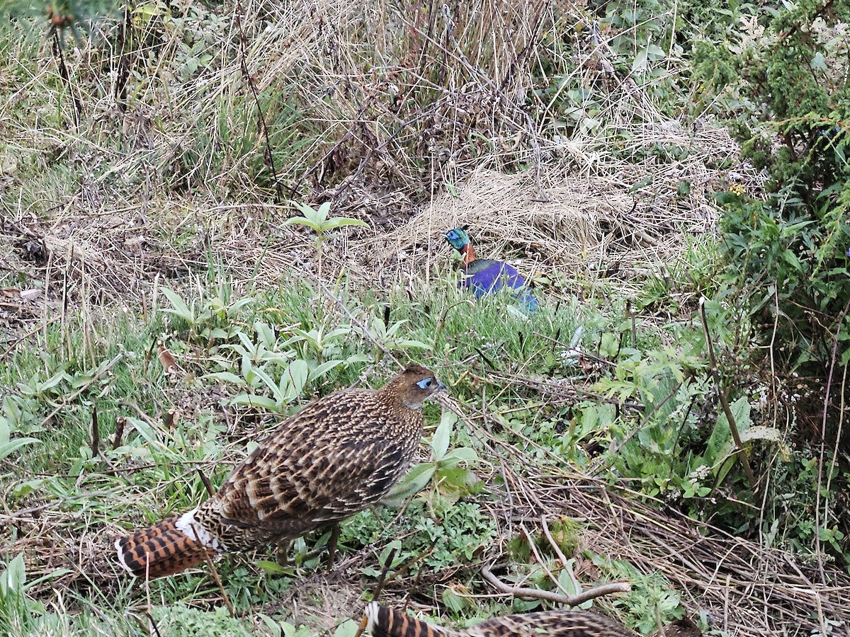 Himalayan Monal - ML625356087