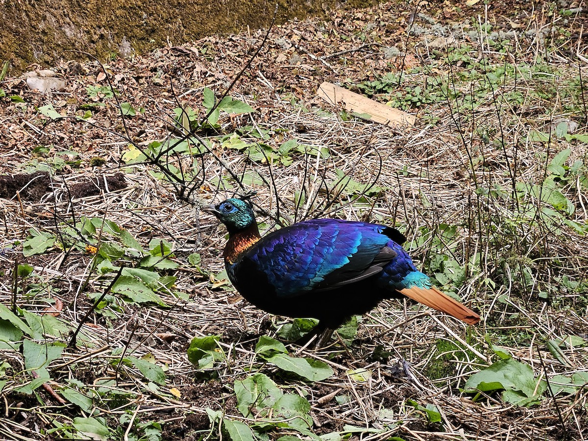 Himalayan Monal - ML625356088