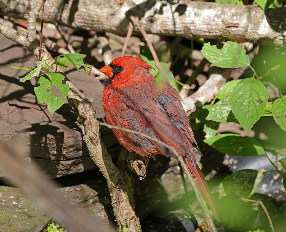 Northern Cardinal - ML625356228