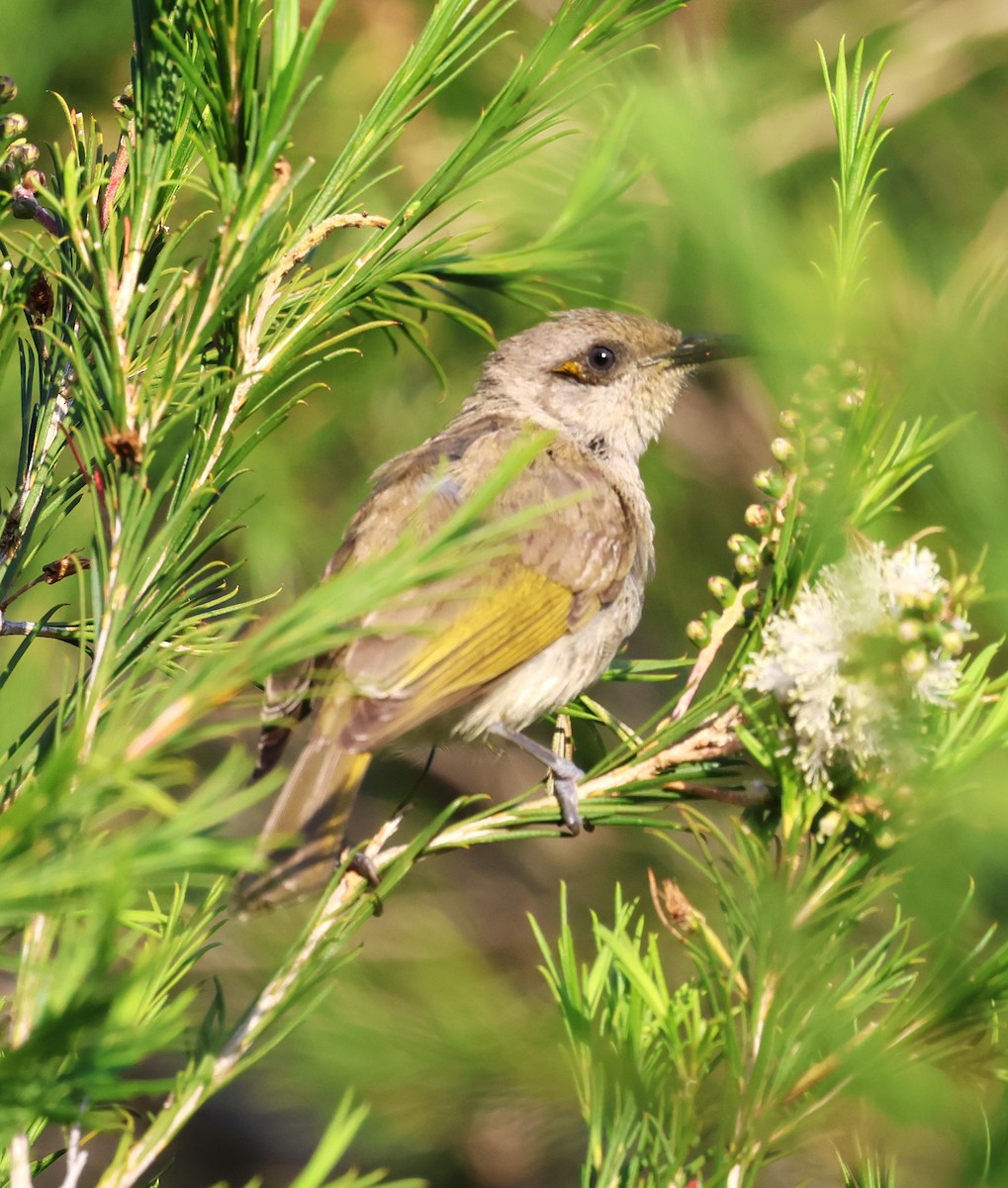 Brown Honeyeater - ML625356288