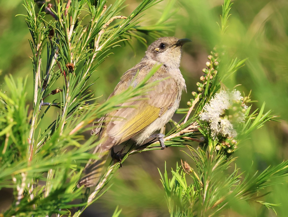 Brown Honeyeater - ML625356289