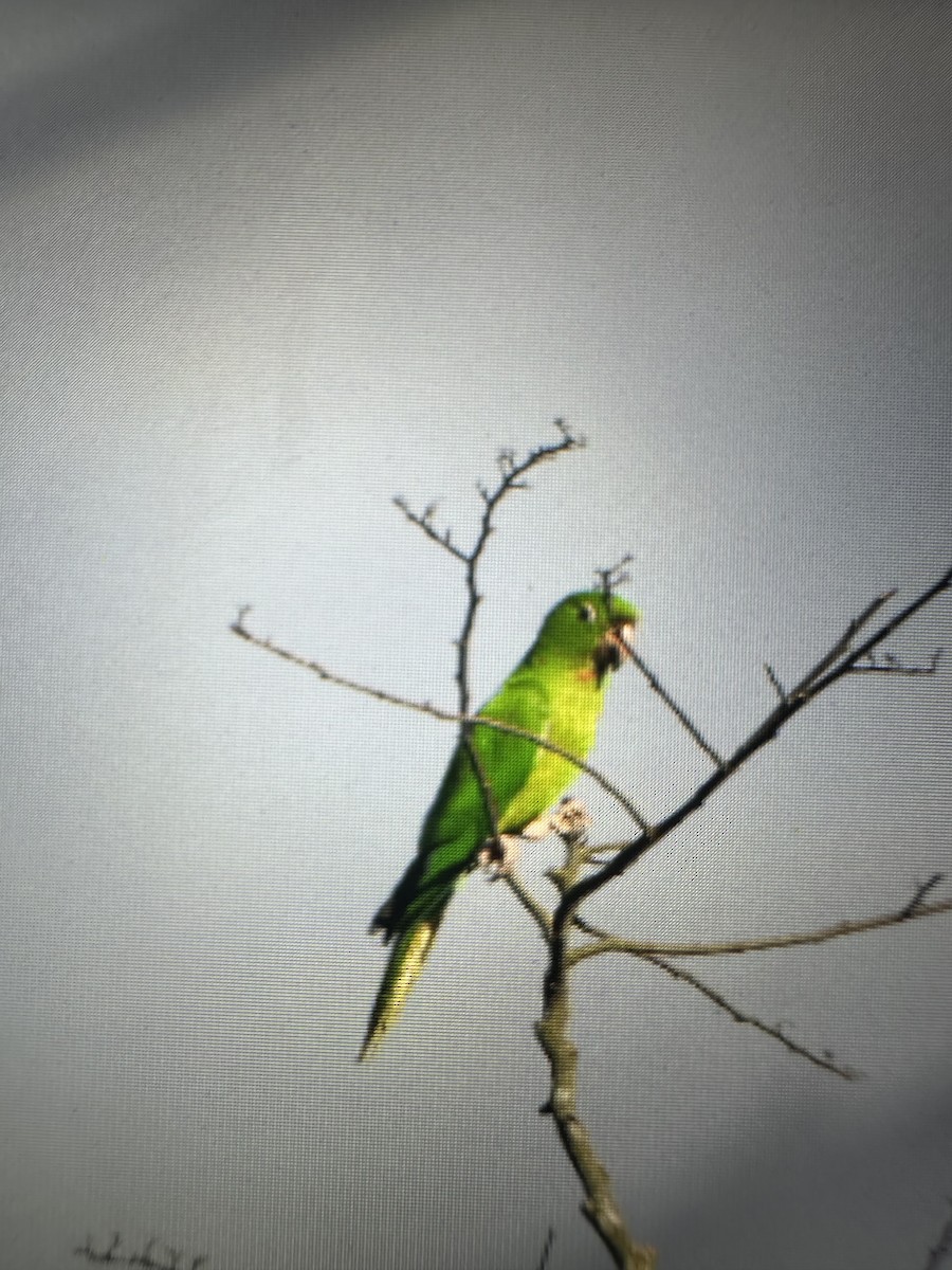 Pacific Parakeet - ML625356290