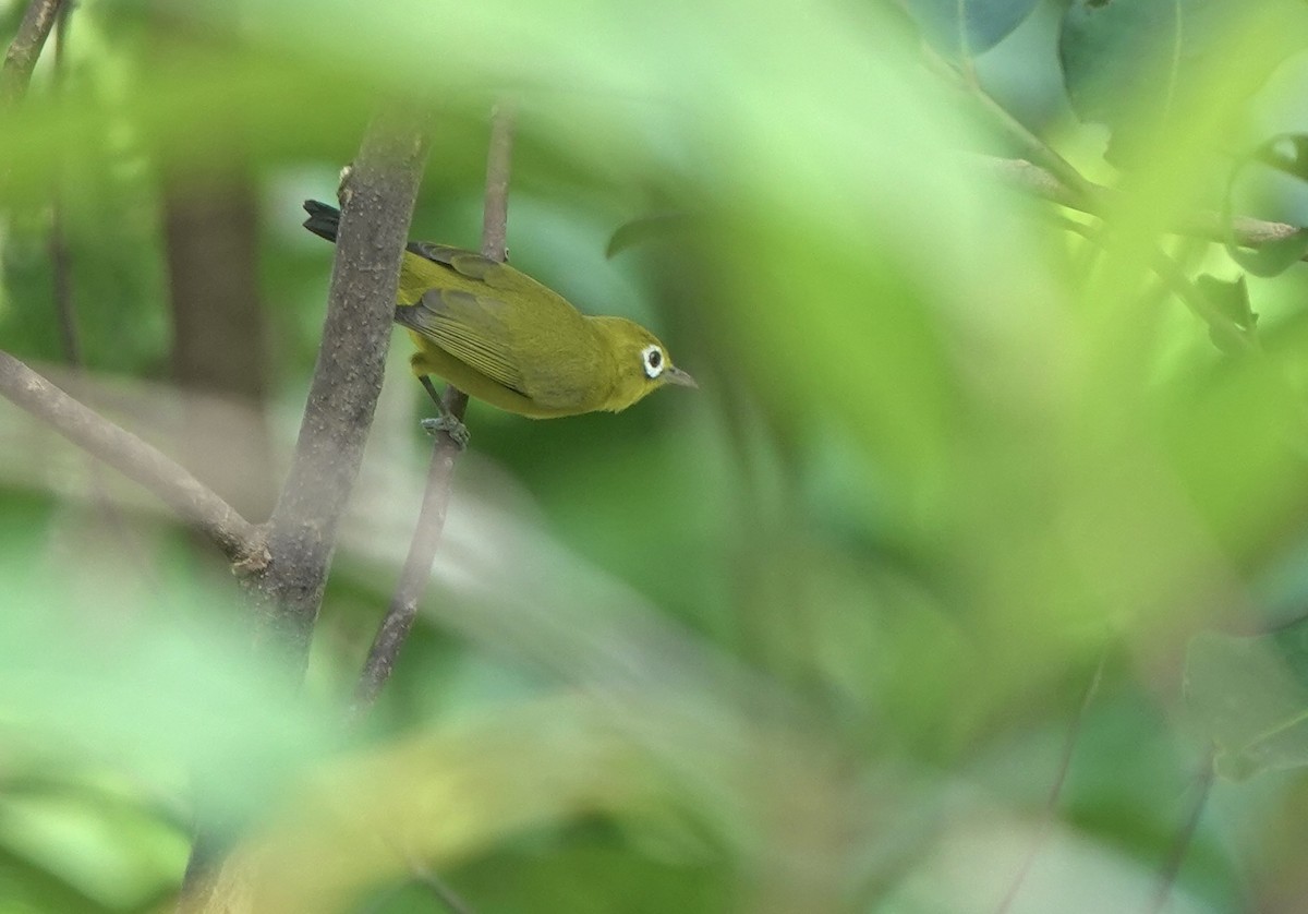 Lemon-bellied White-eye - ML625356293