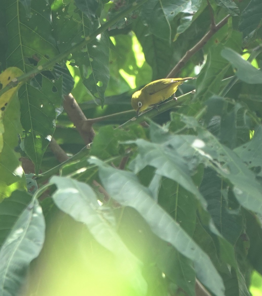 Lemon-bellied White-eye - ML625356294