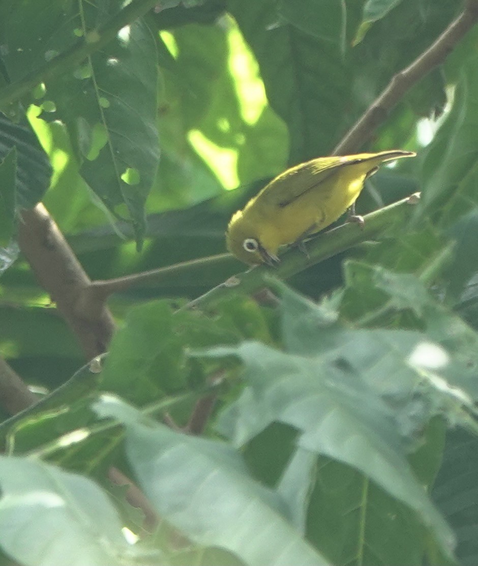 Lemon-bellied White-eye - ML625356295