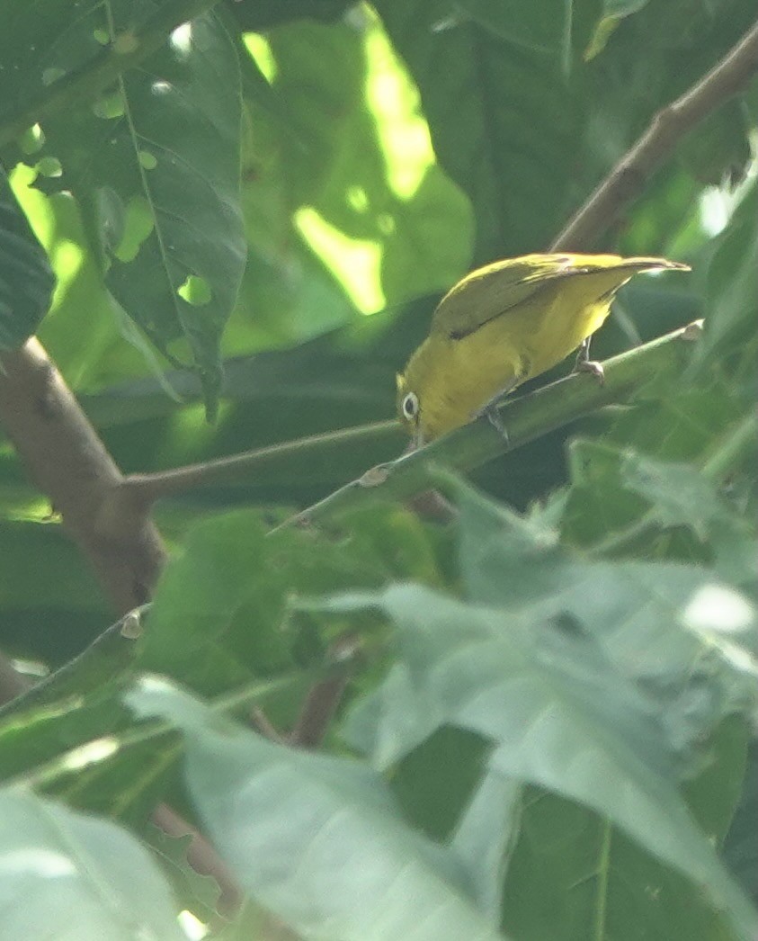 Lemon-bellied White-eye - ML625356297