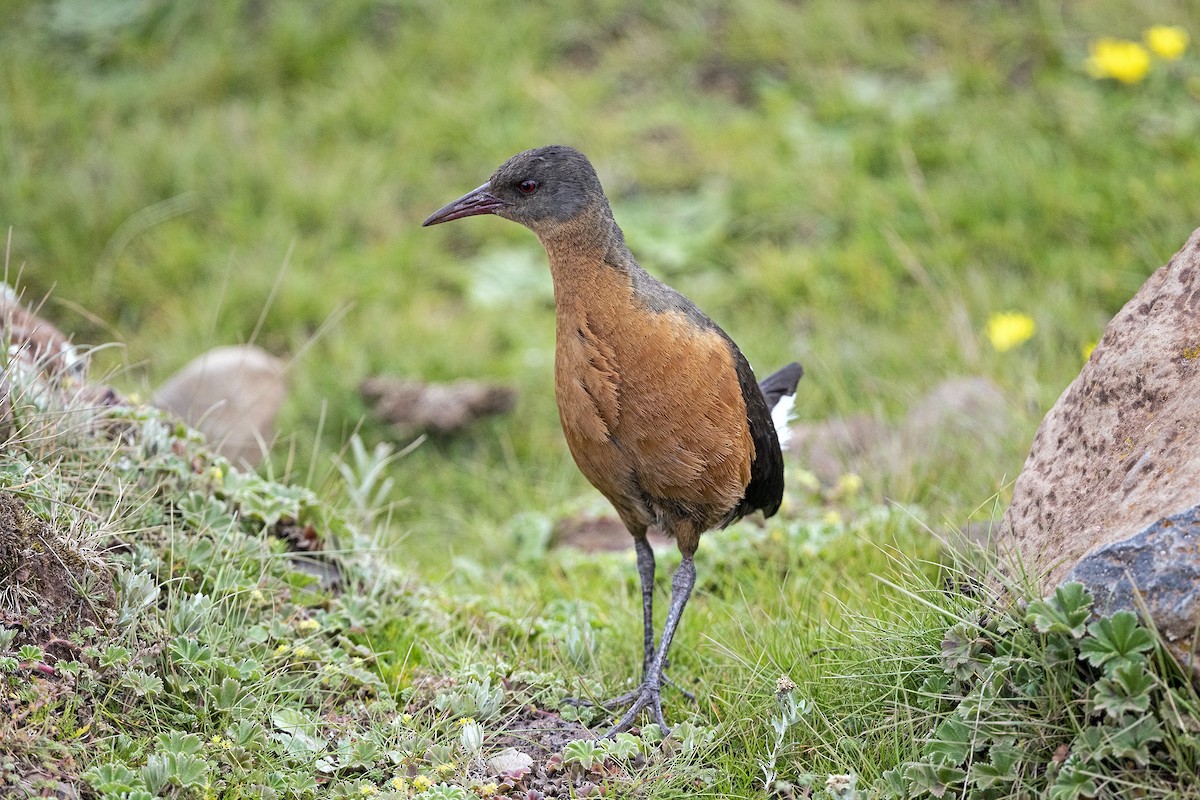 Rouget's Rail - ML625356311