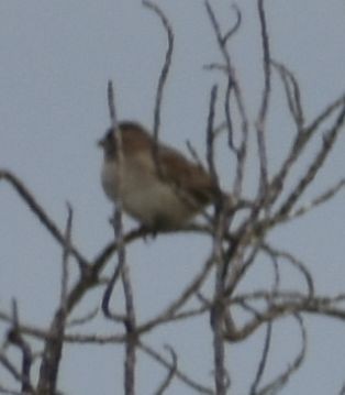 Moineau domestique - ML625356330