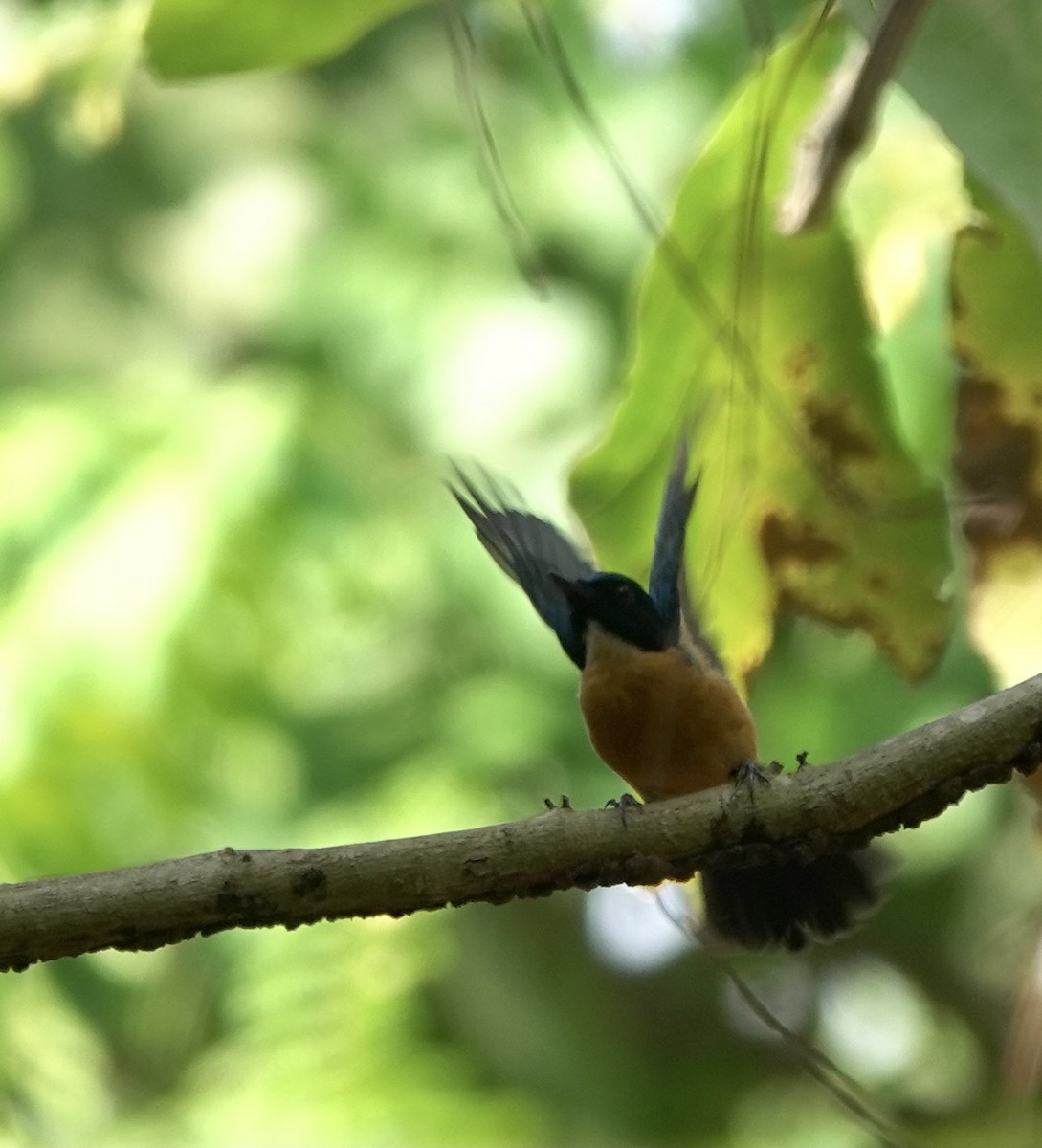 Sulawesi Blue Flycatcher (Tanahjampea) - ML625356333