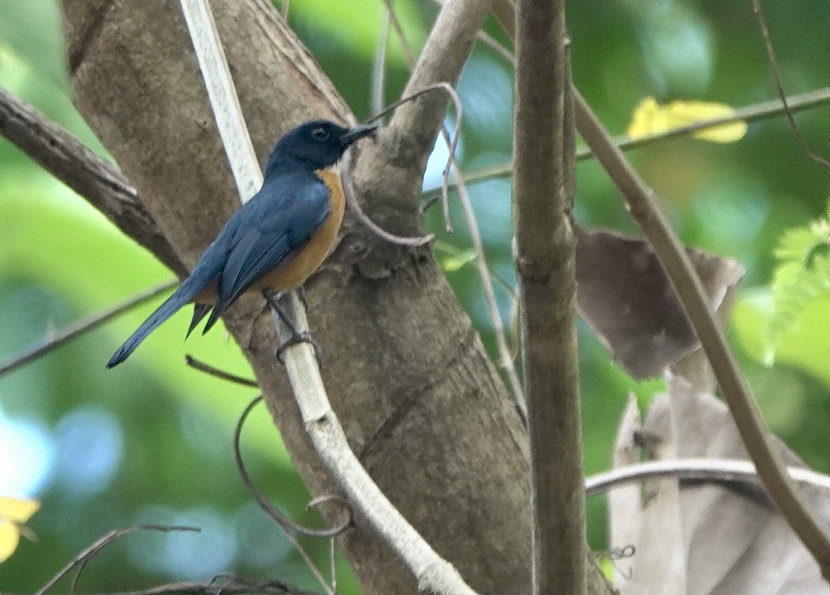 Sulawesi Blue Flycatcher (Tanahjampea) - ML625356334