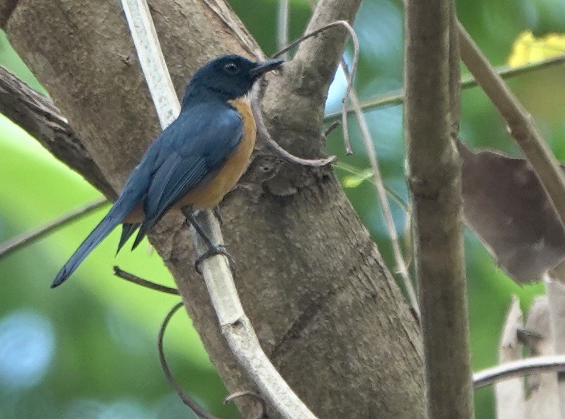 Sulawesi Blue Flycatcher (Tanahjampea) - ML625356335