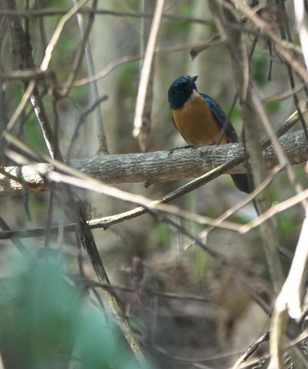 Sulawesi Blue Flycatcher (Tanahjampea) - ML625356336